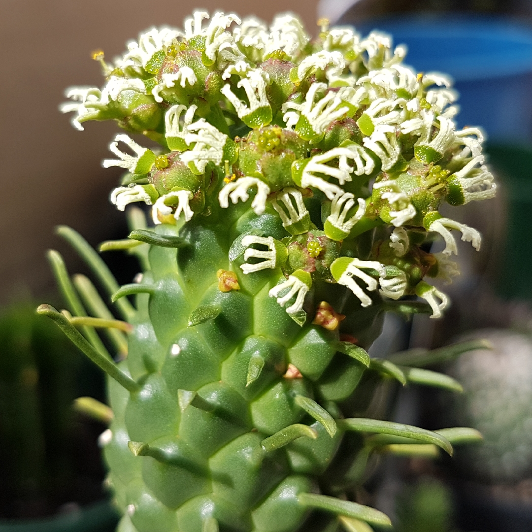 Medusas Head in the GardenTags plant encyclopedia