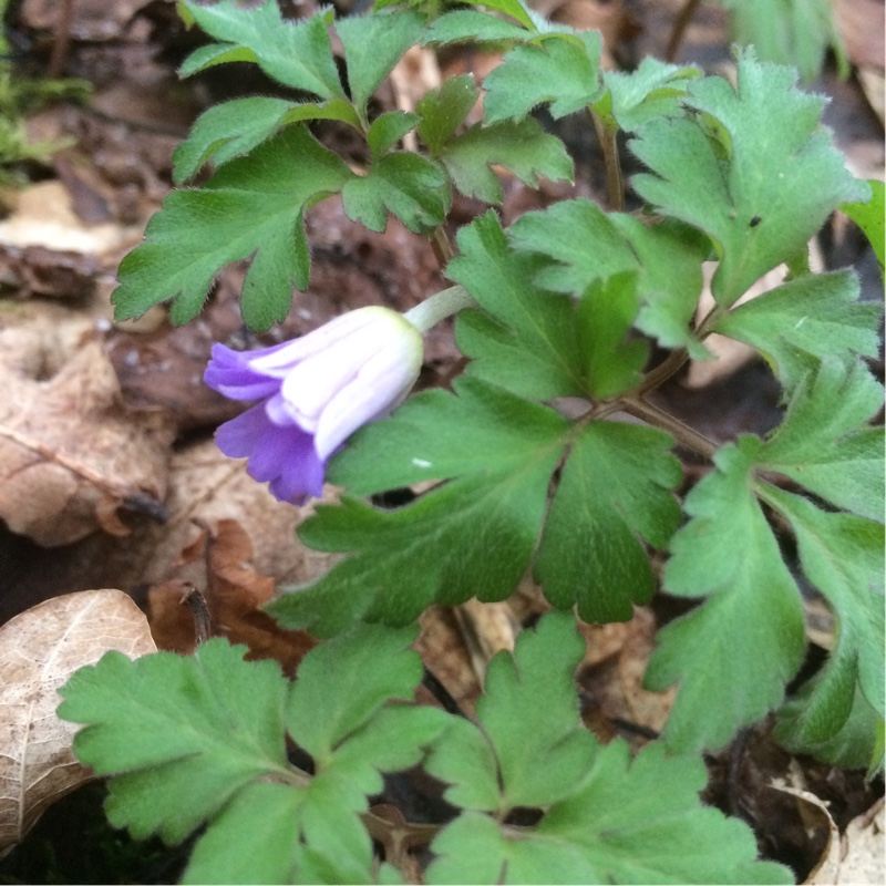 Anemone apennina (Blue Anemone) in the GardenTags plant encyclopedia Anemone apennina in the GardenTags plant encyclopedia