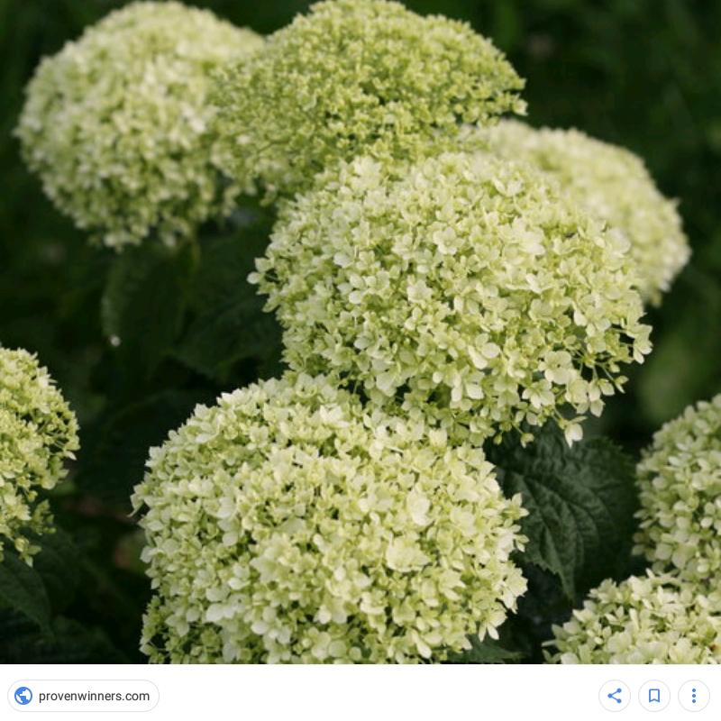 Hydrangea arborescens Lime Rickey syn. Hydrangea arborescens Smnhalr in the GardenTags plant encyclopedia Hydrangea Lime Rickey in the GardenTags plant encyclopedia
