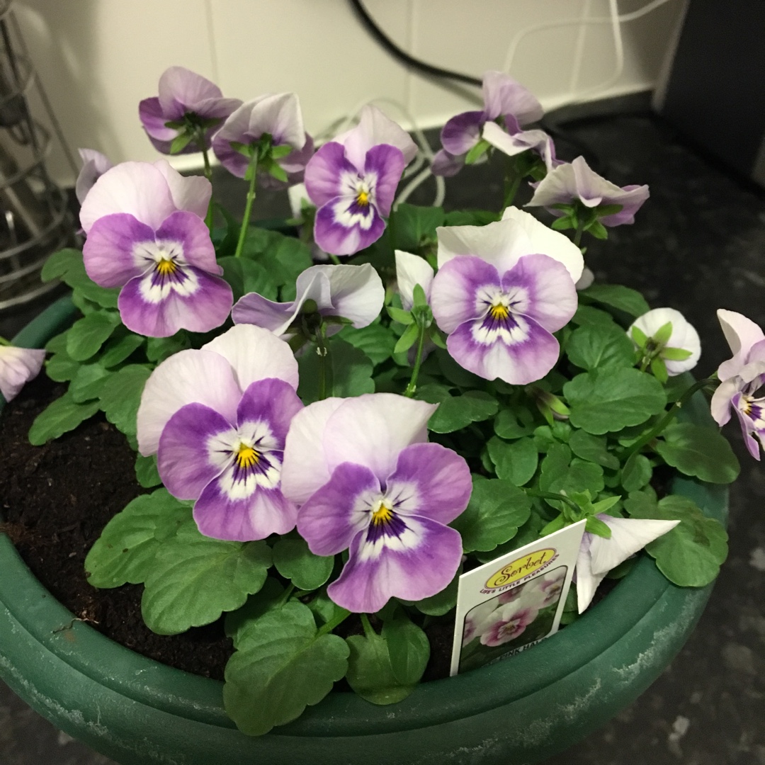 Viola x williamsiana in the GardenTags plant encyclopedia Pansy williamsiana in the GardenTags plant encyclopedia