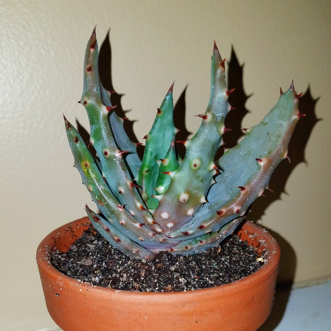 Aloe marlothii in the GardenTags plant encyclopedia Mountain Aloe in the GardenTags plant encyclopedia