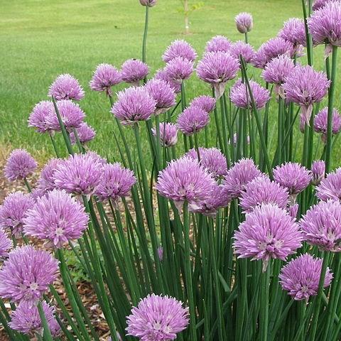 Allium schoenoprasum in the GardenTags plant encyclopedia Chives in the GardenTags plant encyclopedia