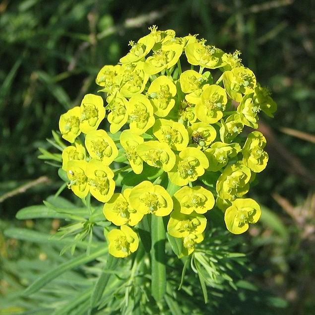 Euphorbia cyparissias Fens Ruby in the GardenTags plant encyclopedia Cypress Spurge Fens Ruby in the GardenTags plant encyclopedia