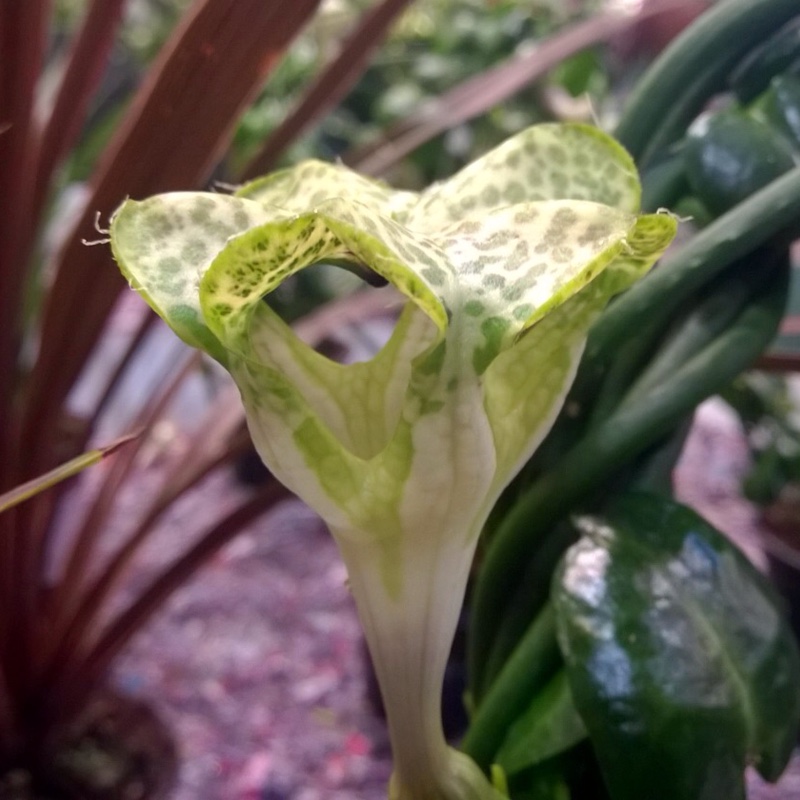 Umbrella Flower in the GardenTags plant encyclopedia