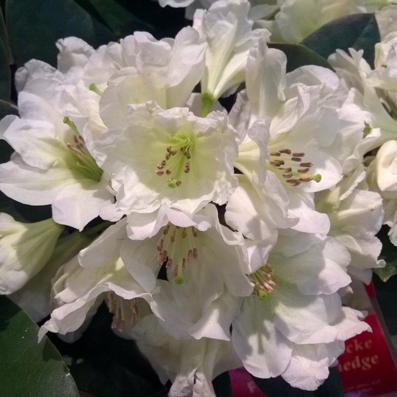 Rhododendron Dufthecke White INKARHO in the GardenTags plant encyclopedia Rhododendron Dufthecke White in the GardenTags plant encyclopedia