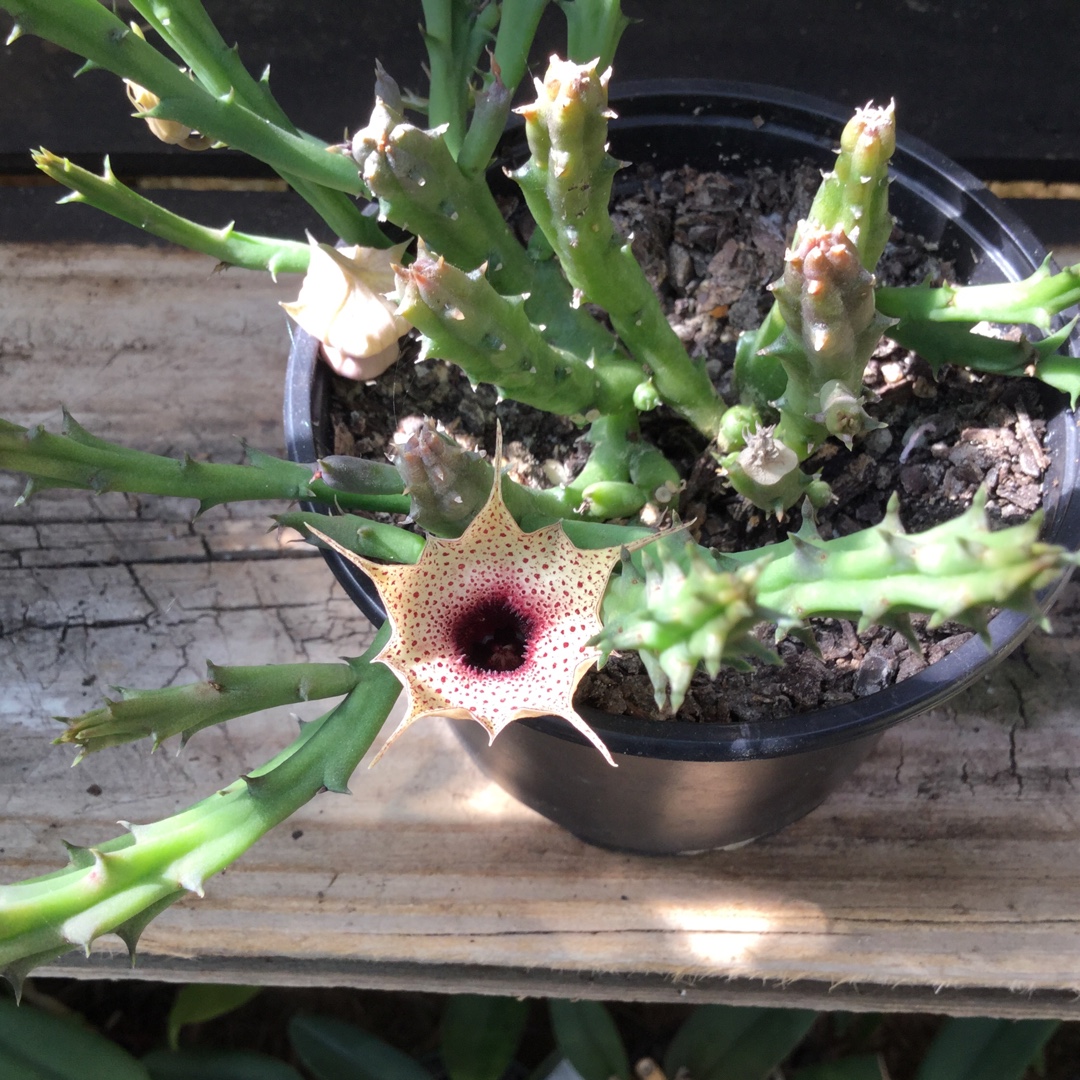 Huernia oculata syn. Huernia rogersii in the GardenTags plant encyclopedia Starfish Flower in the GardenTags plant encyclopedia