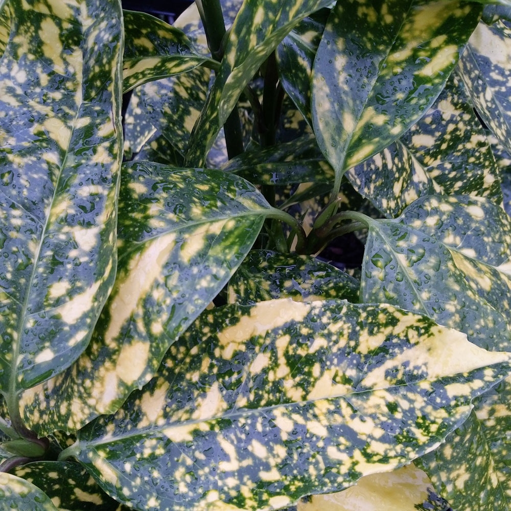 Aucuba japonica Crotonoides in the GardenTags plant encyclopedia Japanese laurel in the GardenTags plant encyclopedia