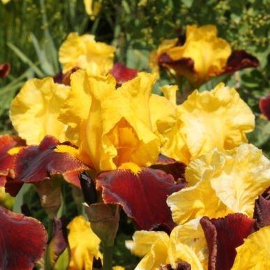 Iris x germanica Andalou in the GardenTags plant encyclopedia Bearded Iris Andalou (Tall) in the GardenTags plant encyclopedia