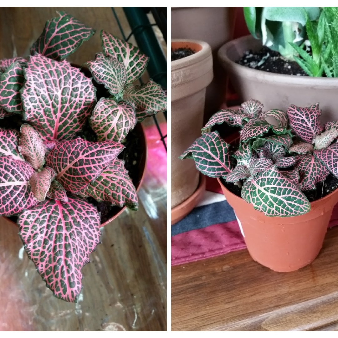 Fittonia Verschaffeltii Pink Angel in the GardenTags plant encyclopedia Pink Veined Nerve Plant in the GardenTags plant encyclopedia