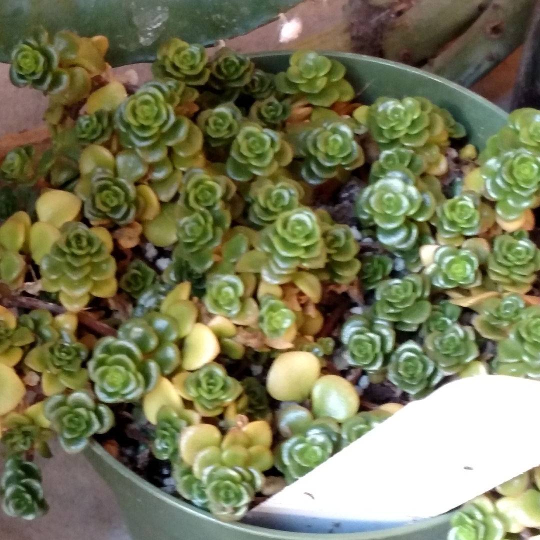 Sedum makinoi Salsa Verde in the GardenTags plant encyclopedia Stonecrop Salsa Verde in the GardenTags plant encyclopedia