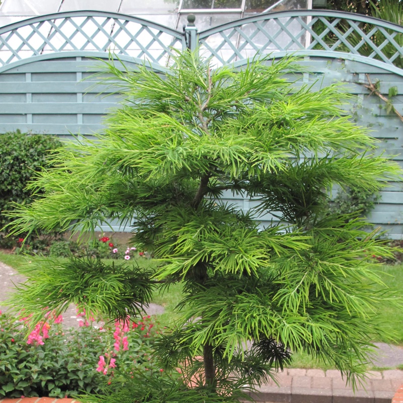 Pseudolarix anabolism in the GardenTags plant encyclopedia Golden Larch in the GardenTags plant encyclopedia