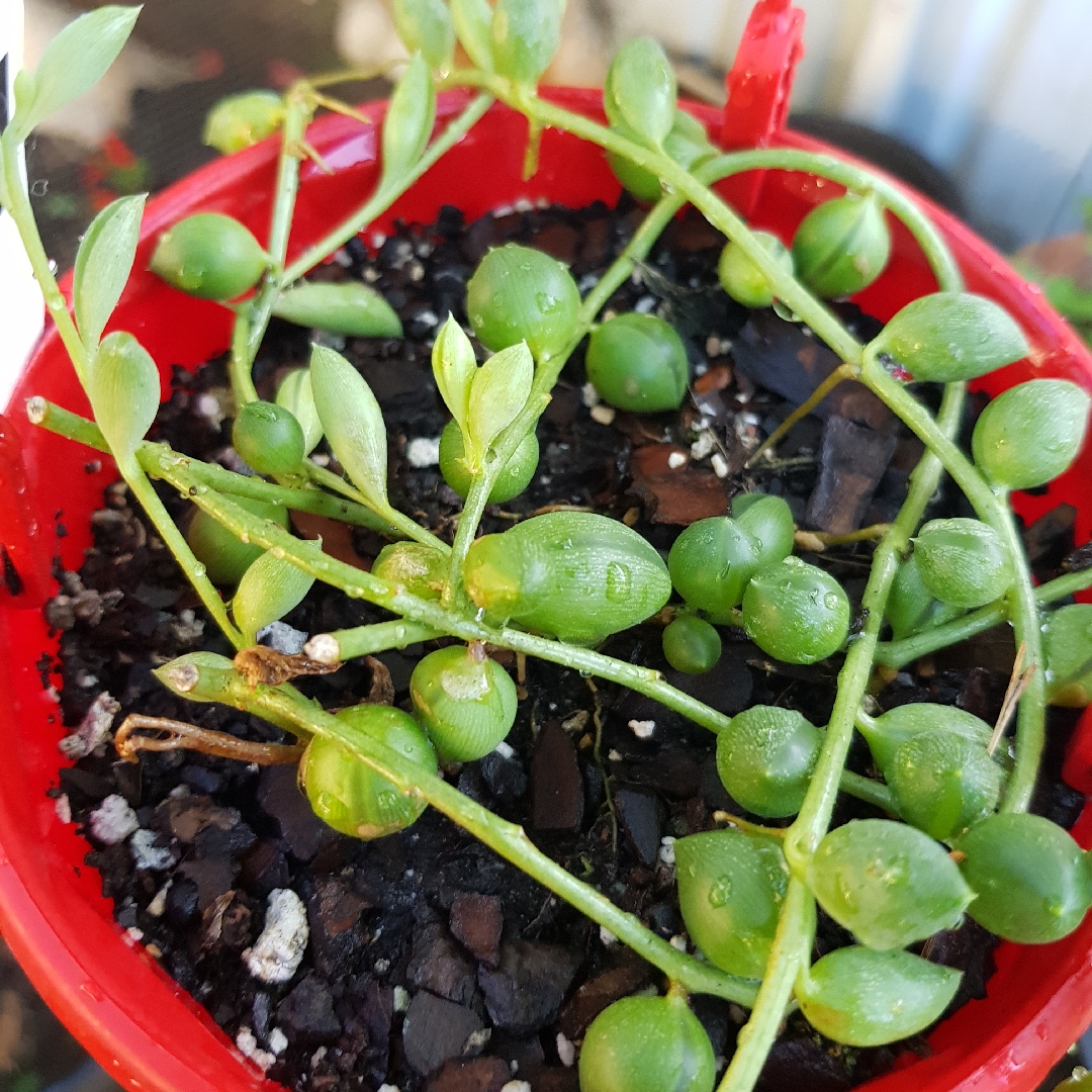 Senecio String Of Lanterns in the GardenTags plant encyclopedia Senecio String Of Lanterns in the GardenTags plant encyclopedia