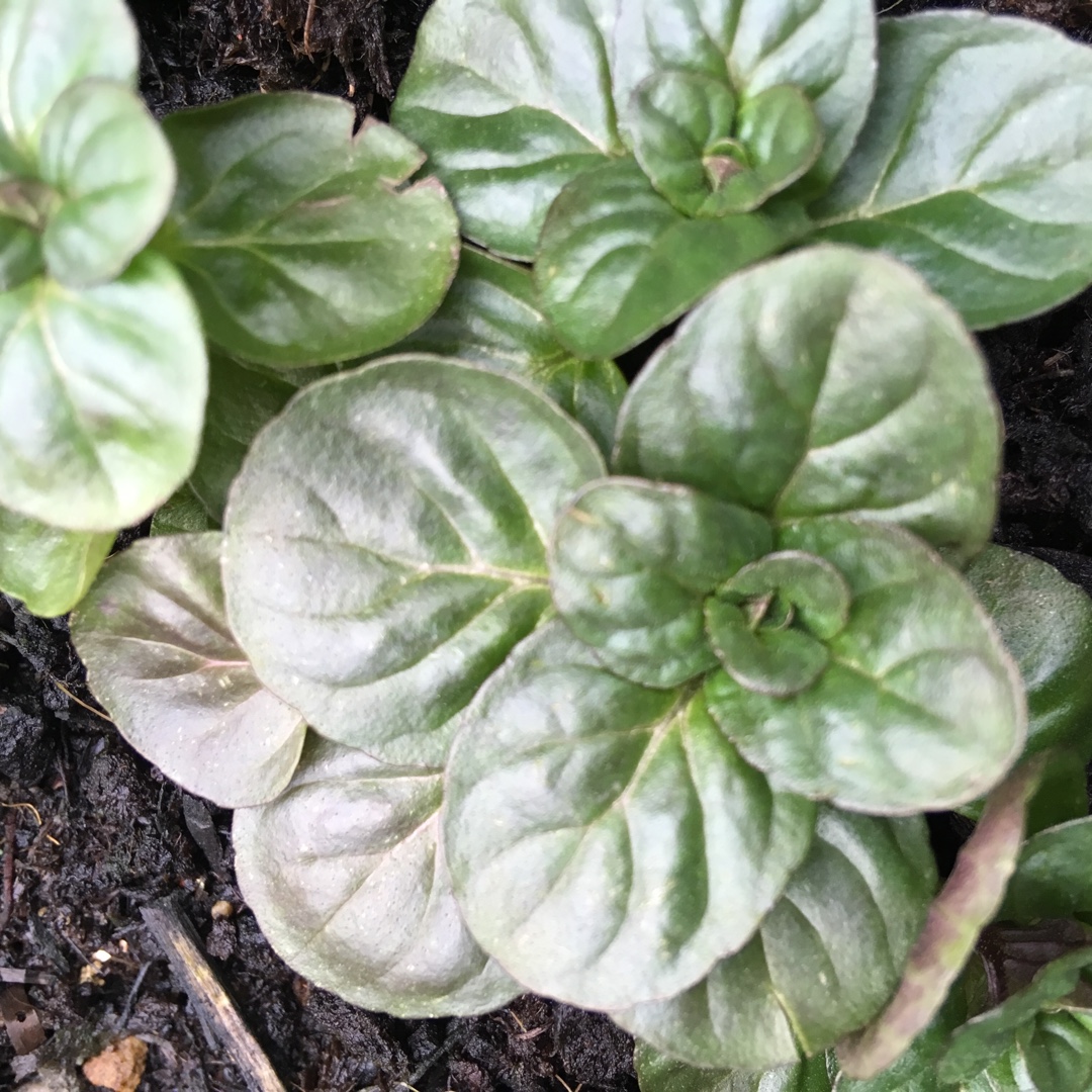 Mentha x piperita f. citrata Mandarin in the GardenTags plant encyclopedia Mandarin Mint in the GardenTags plant encyclopedia