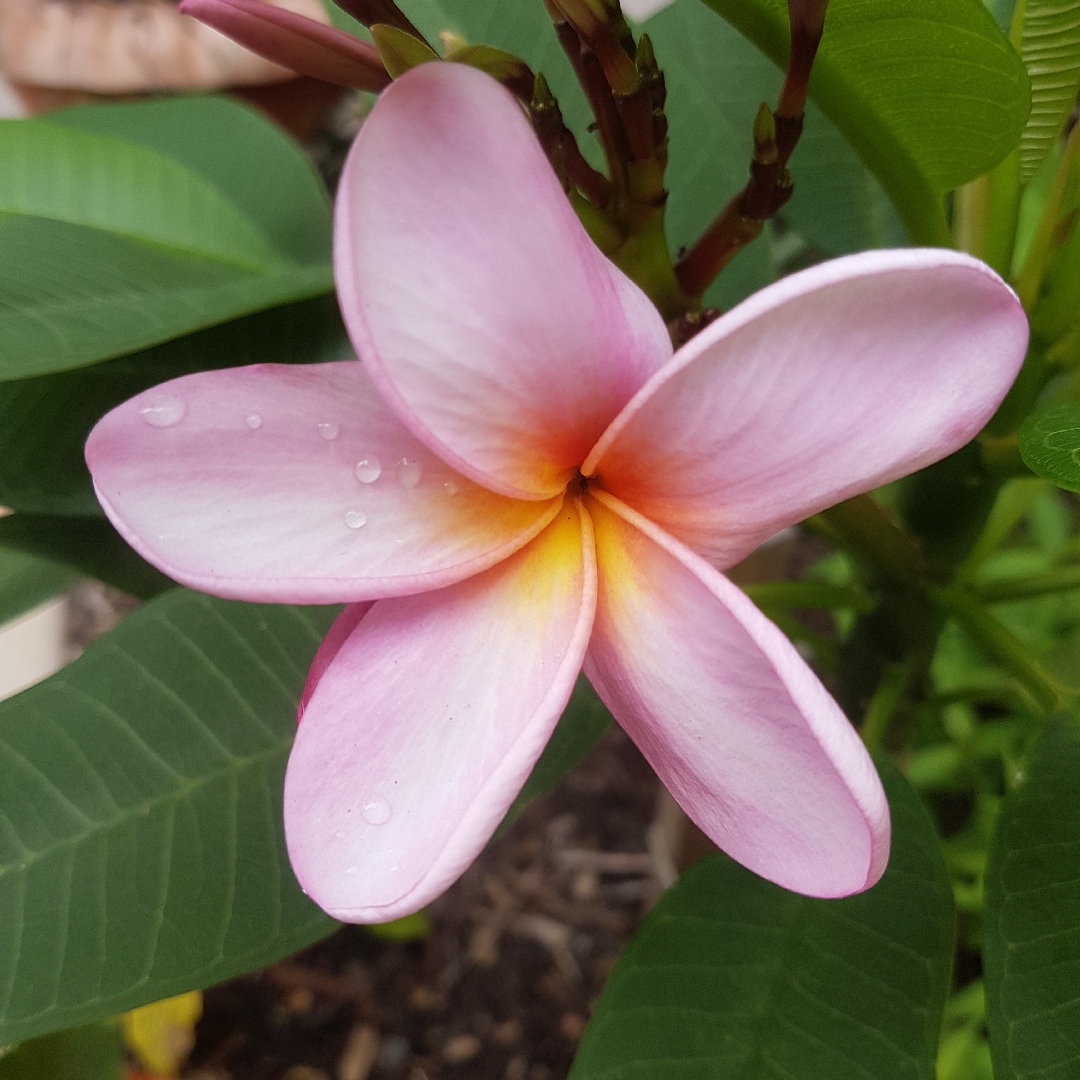 Plumeria Rubra Darwin Blues in the GardenTags plant encyclopedia Frangipani Darwin Blues in the GardenTags plant encyclopedia