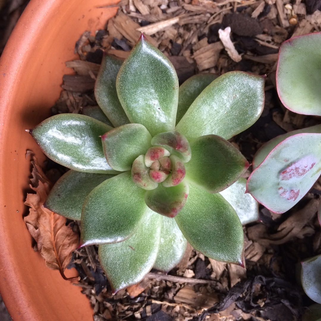 Echeveria Agavoides Blood Maria in the GardenTags plant encyclopedia Echeveria Agavoides Blood Maria in the GardenTags plant encyclopedia