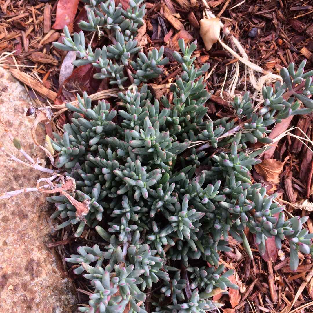 Mesembryanthemum crystallinum Pigface Red in the GardenTags plant encyclopedia Red Pig Face in the GardenTags plant encyclopedia