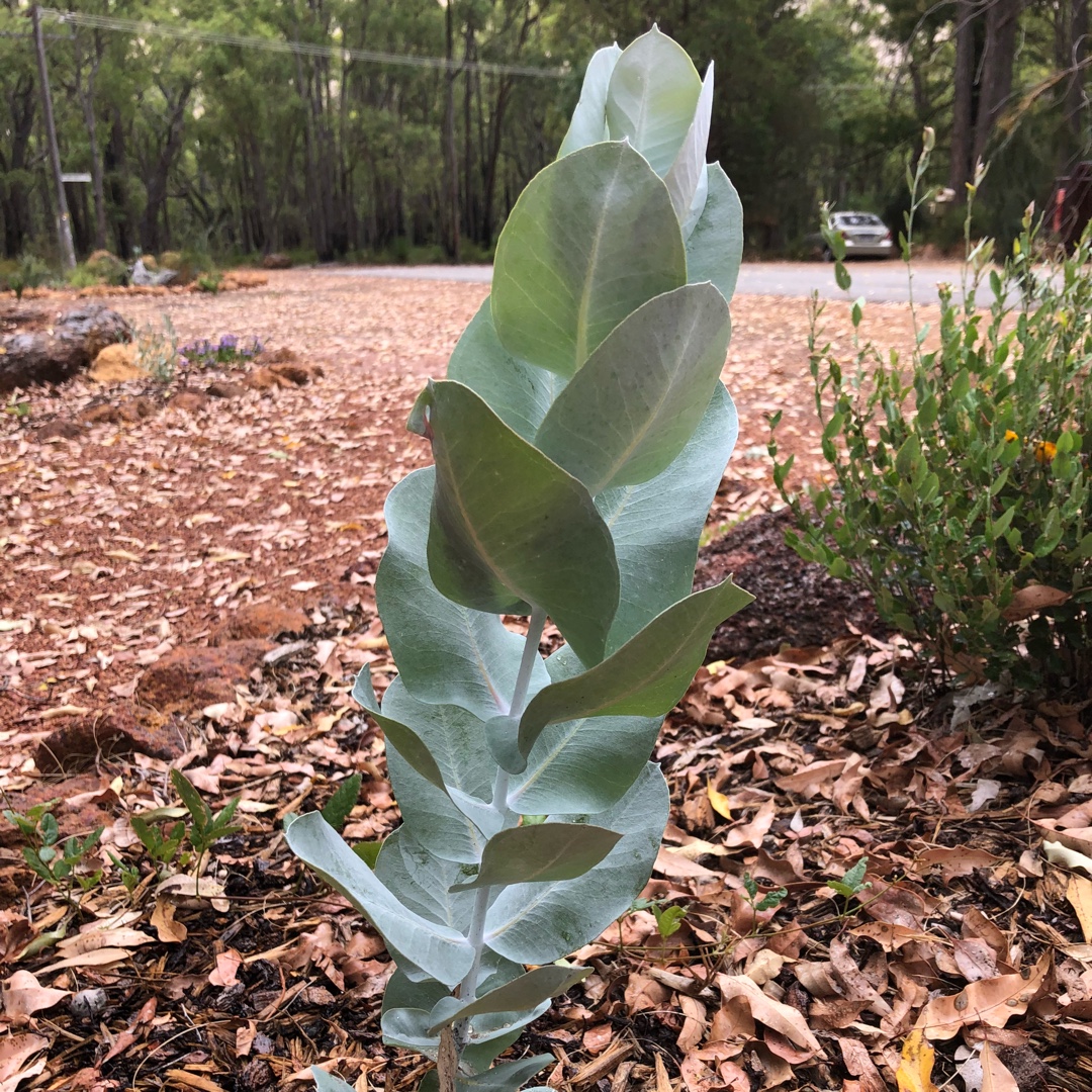 Eucalyptus macrocarpa in the GardenTags plant encyclopedia Western Rose in the GardenTags plant encyclopedia
