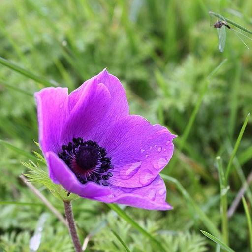 Anemone coronaria De Caen (Mix) in the GardenTags plant encyclopedia Anemone De Caen (Mix) in the GardenTags plant encyclopedia