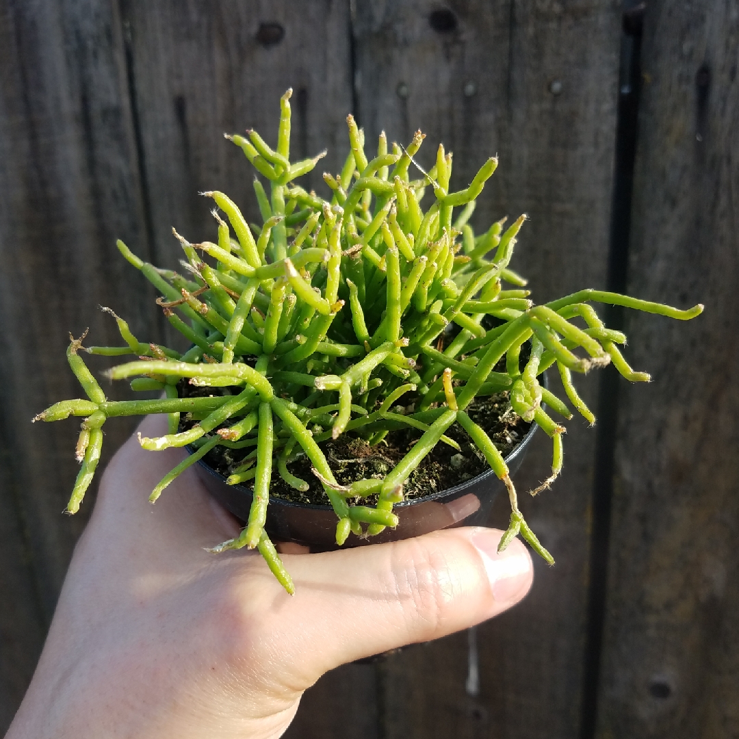 Rhipsalis campos-portoana in the GardenTags plant encyclopedia