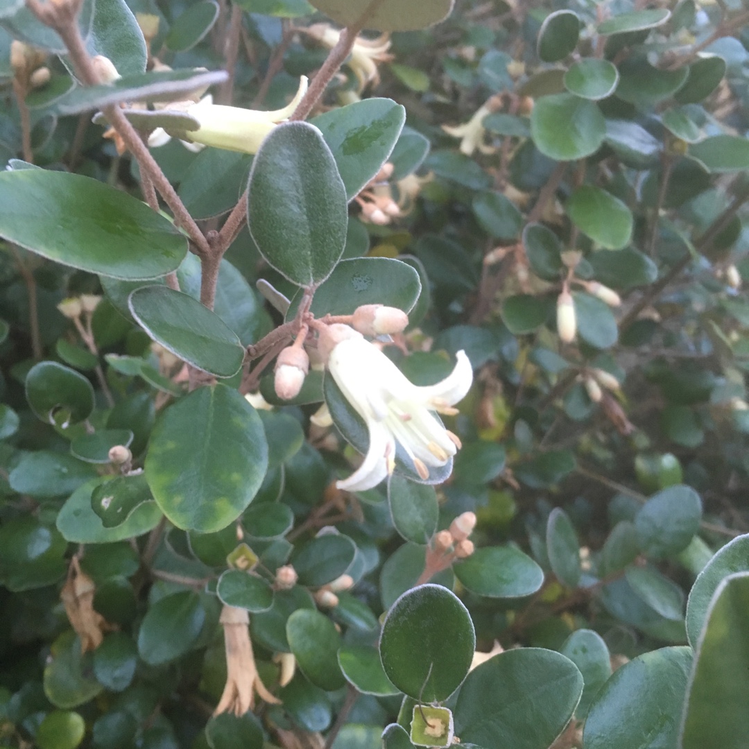Correa Backhouseana x alba in the GardenTags plant encyclopedia Australian Fuchsia Alba in the GardenTags plant encyclopedia