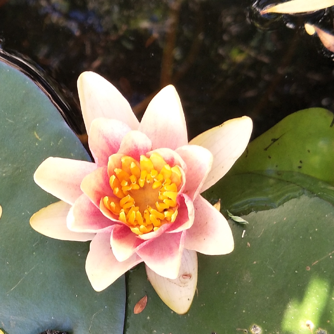 Nymphaea Hybride Sioux in the GardenTags plant encyclopedia Water Lily Sioux in the GardenTags plant encyclopedia