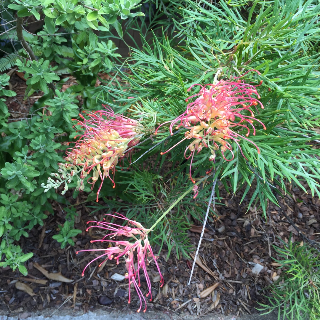 Grevillea bipinnatifida x banksii Ned Kelly syn. Grevillea Masons hybrid in the GardenTags plant encyclopedia Grevillea Ned Kelly in the GardenTags plant encyclopedia