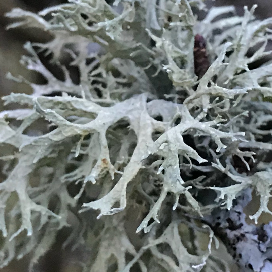 Oakmoss Lichen in the GardenTags plant encyclopedia