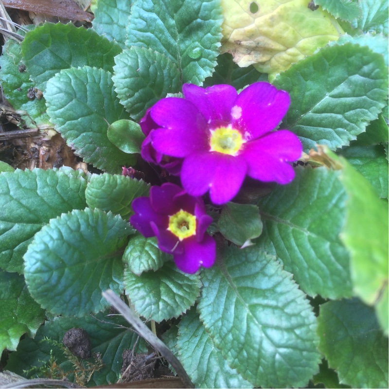 Primrose Wanda in the GardenTags plant encyclopedia