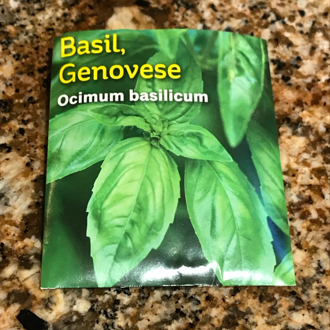 Ocimum basilicum Genova syn. Ocimum basilicum Genovese in the GardenTags plant encyclopedia Basil Genovese in the GardenTags plant encyclopedia