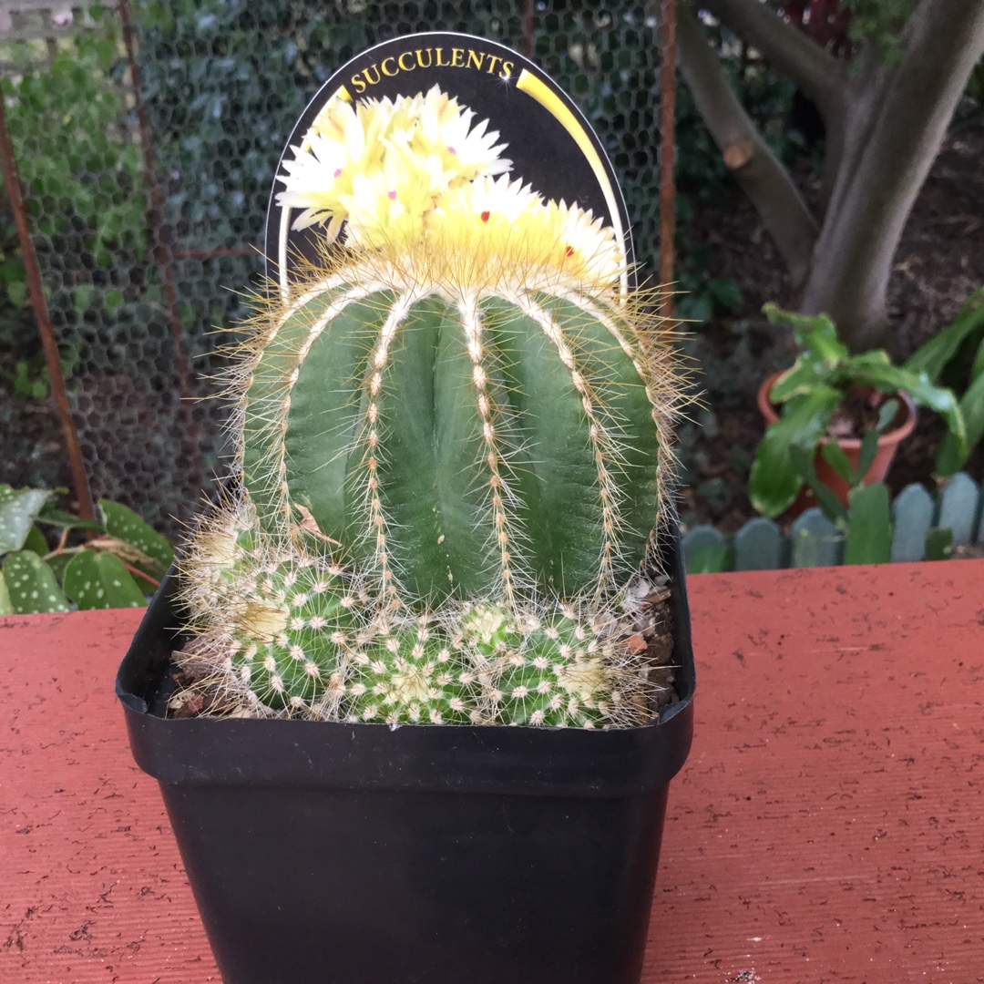 Notocactus ottonis elegans subsp. mammulosus syn. Echinocactus mammulosus in the GardenTags plant encyclopedia Parodia mammulosa in the GardenTags plant encyclopedia