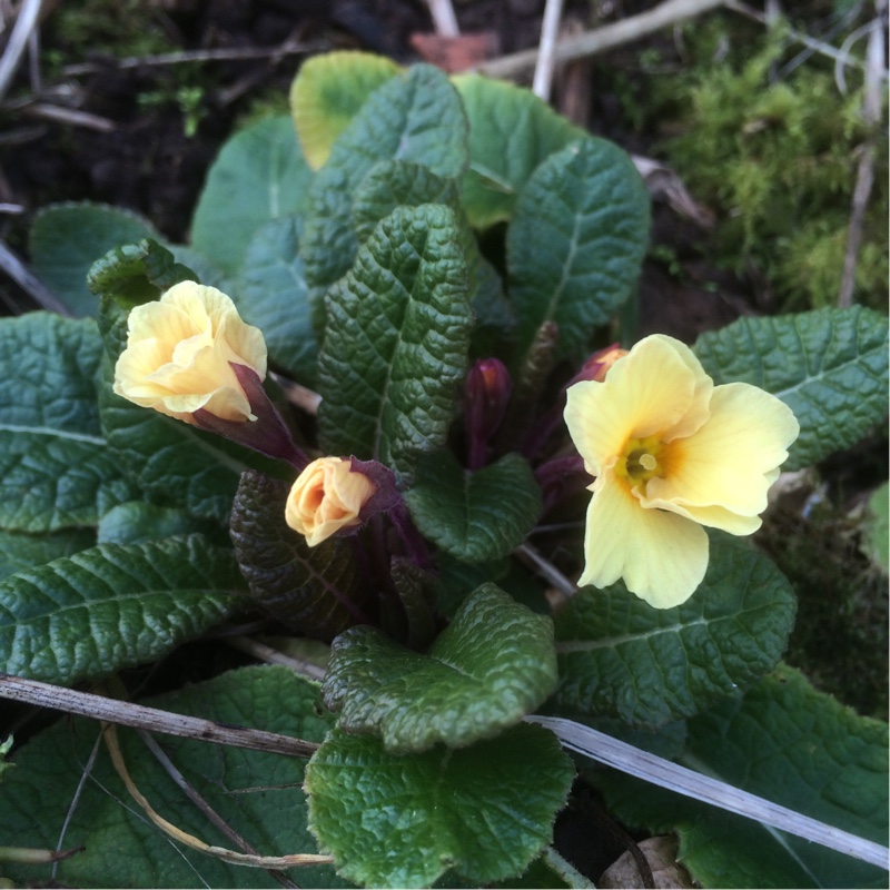 Primula acaulis Osiered Amber group in the GardenTags plant encyclopedia Primula Osiered in the GardenTags plant encyclopedia