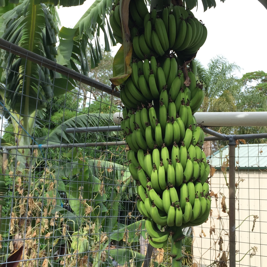 Musa Cavendishii in the GardenTags plant encyclopedia Cavendish Banana Tree in the GardenTags plant encyclopedia