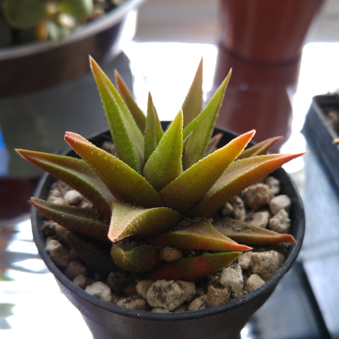 Haworthia tortuosa in the GardenTags plant encyclopedia Aloe tortuosa in the GardenTags plant encyclopedia