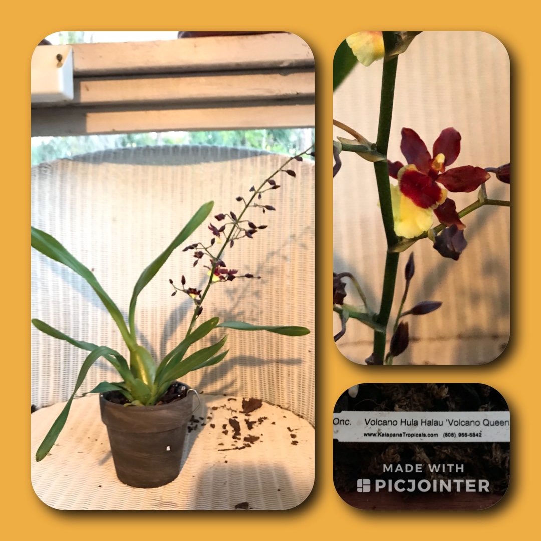 Oncidium volcano Hula Halau Volcano Queen in the GardenTags plant encyclopedia Oncidium Volcano Queen in the GardenTags plant encyclopedia