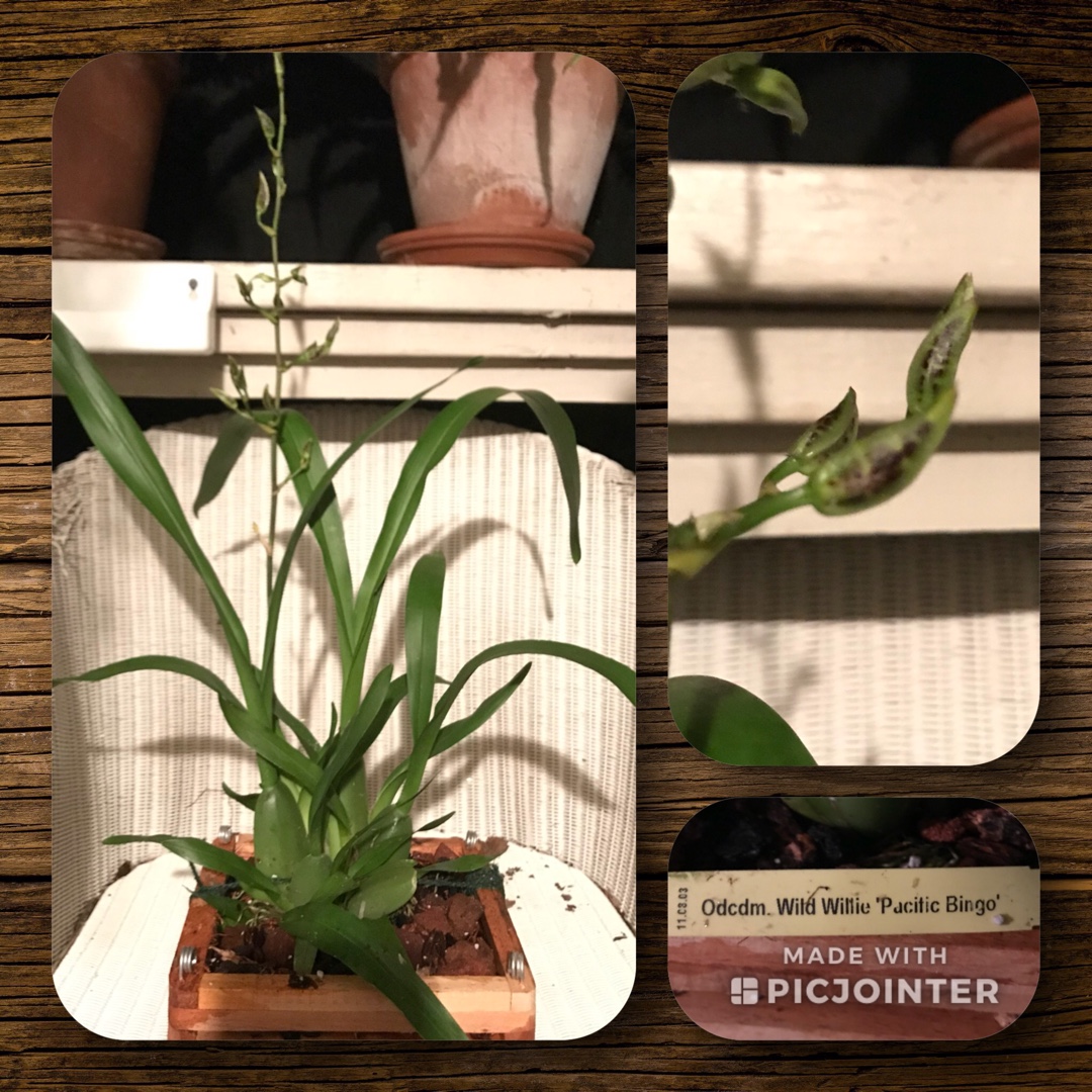 x Odontocidium Wild Willie Pacific Bingo in the GardenTags plant encyclopedia Odontocidium Wild Willie Pacific Bingo in the GardenTags plant encyclopedia