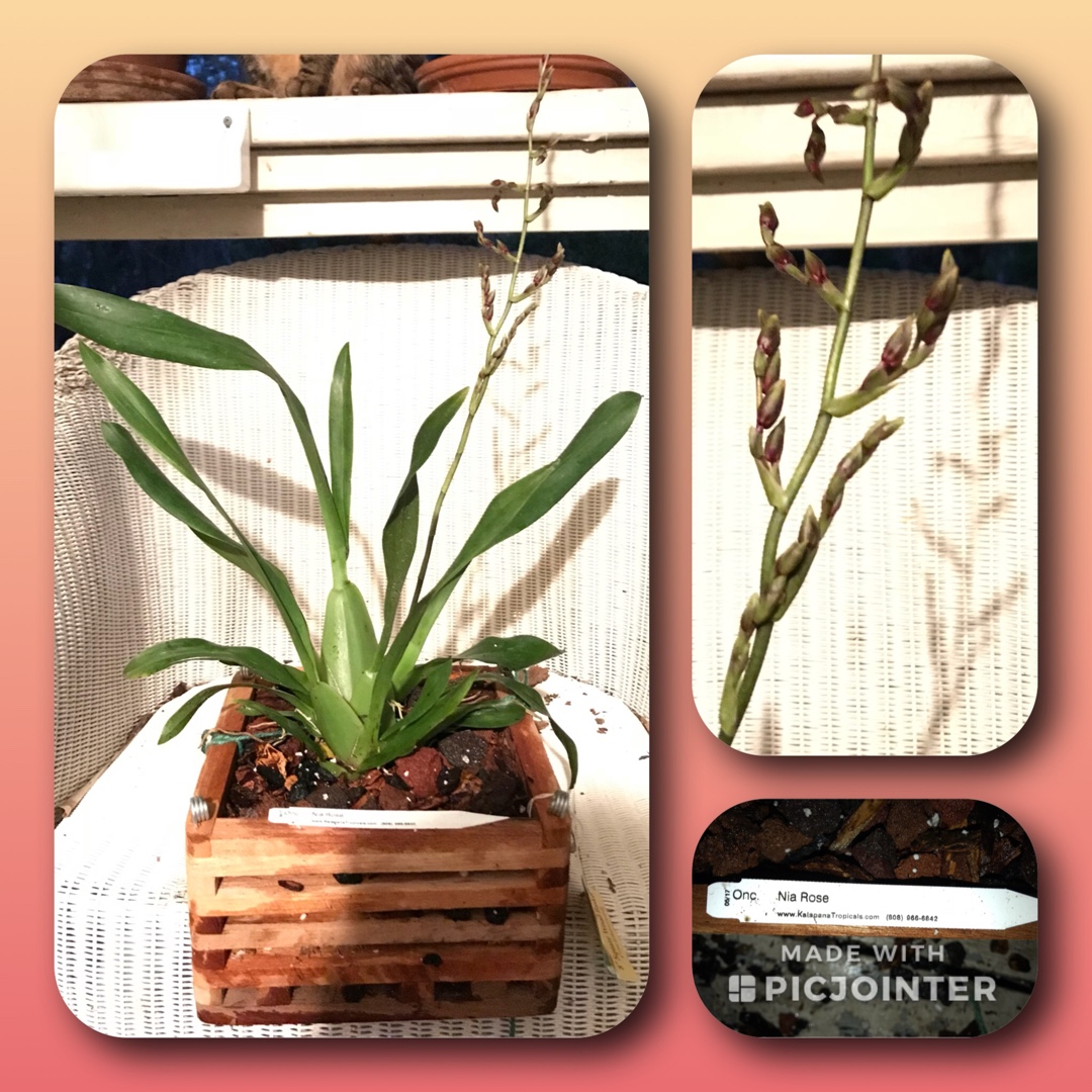 Oncidium Nia Rose in the GardenTags plant encyclopedia Oncidium Nia Rose in the GardenTags plant encyclopedia