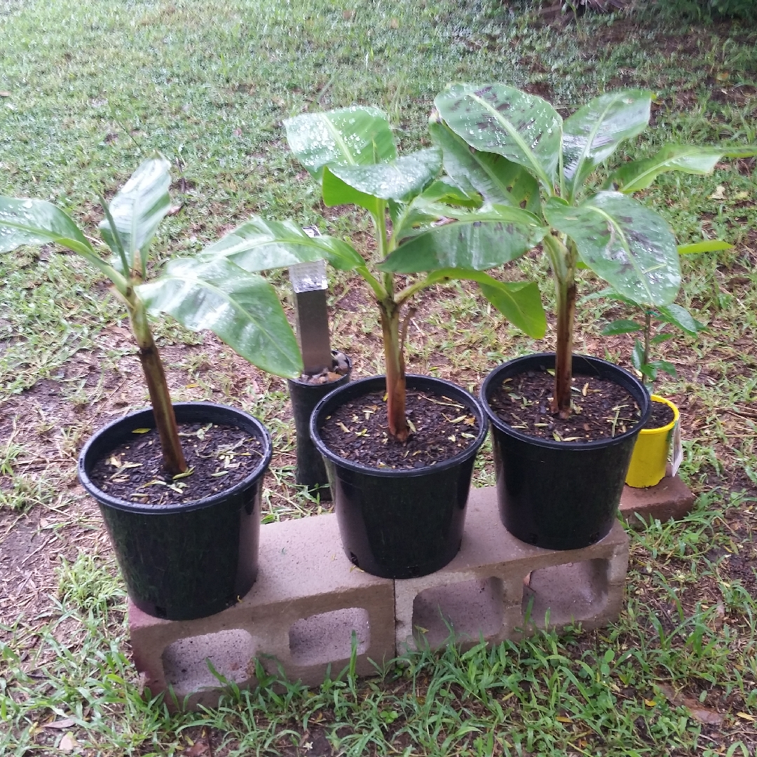 Musa acuminata Williams in the GardenTags plant encyclopedia Williams Banana in the GardenTags plant encyclopedia