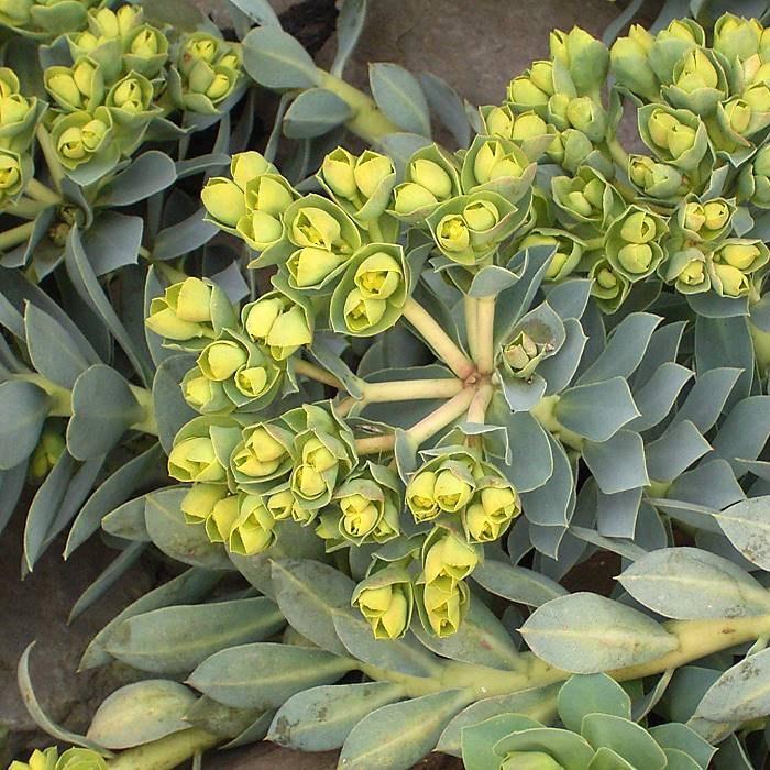 Myrtle spurge in the GardenTags plant encyclopedia