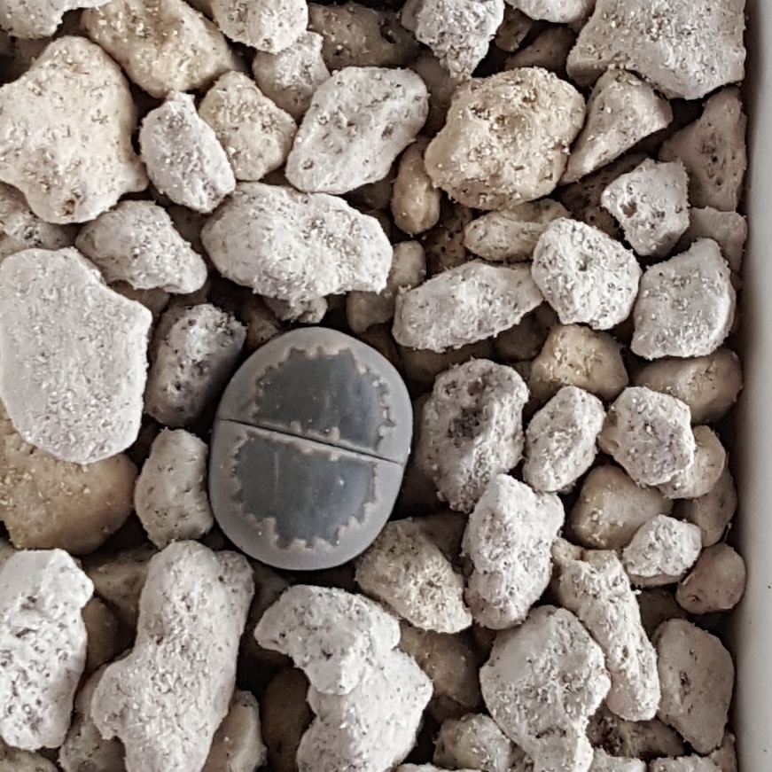 Lithops Salicola in the GardenTags plant encyclopedia Living Stones Salicola Unknown in the GardenTags plant encyclopedia