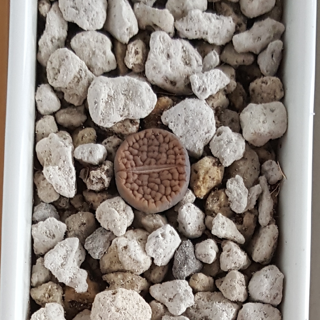 Lithops Hookeri in the GardenTags plant encyclopedia Living Stones Hookeri in the GardenTags plant encyclopedia