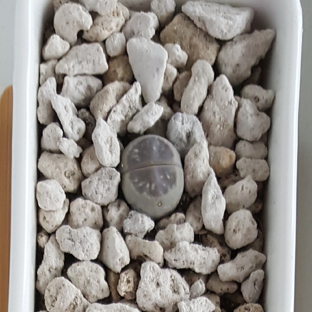 Lithops Olivacea in the GardenTags plant encyclopedia Living Stones Olivacea in the GardenTags plant encyclopedia