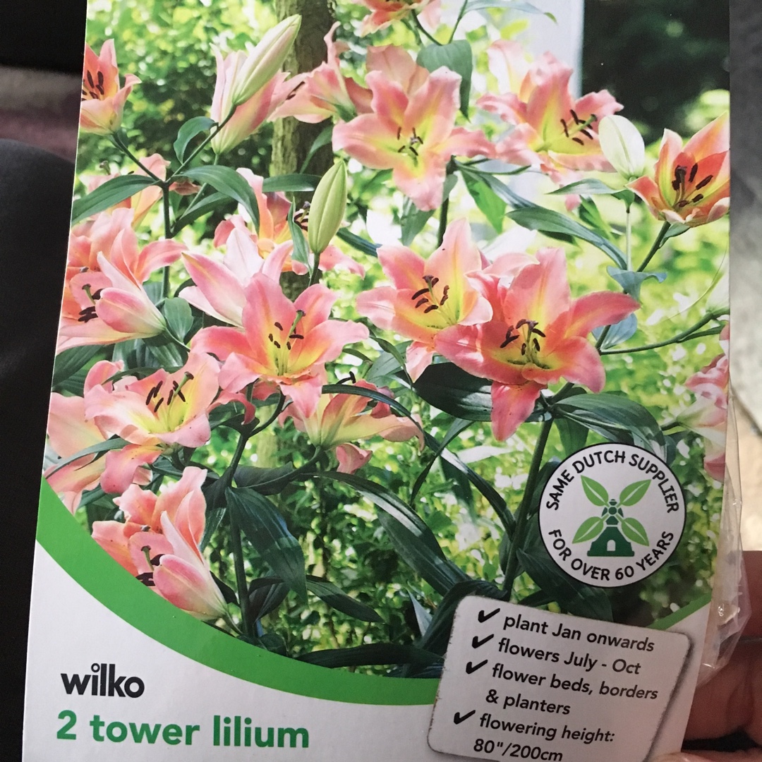 Lilium On Stage in the GardenTags plant encyclopedia Lily On Stage (Other) in the GardenTags plant encyclopedia