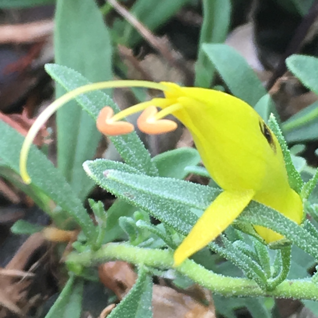 Eremophila glabra Belalla Gold in the GardenTags plant encyclopedia Emu Bush Belalla Gold in the GardenTags plant encyclopedia