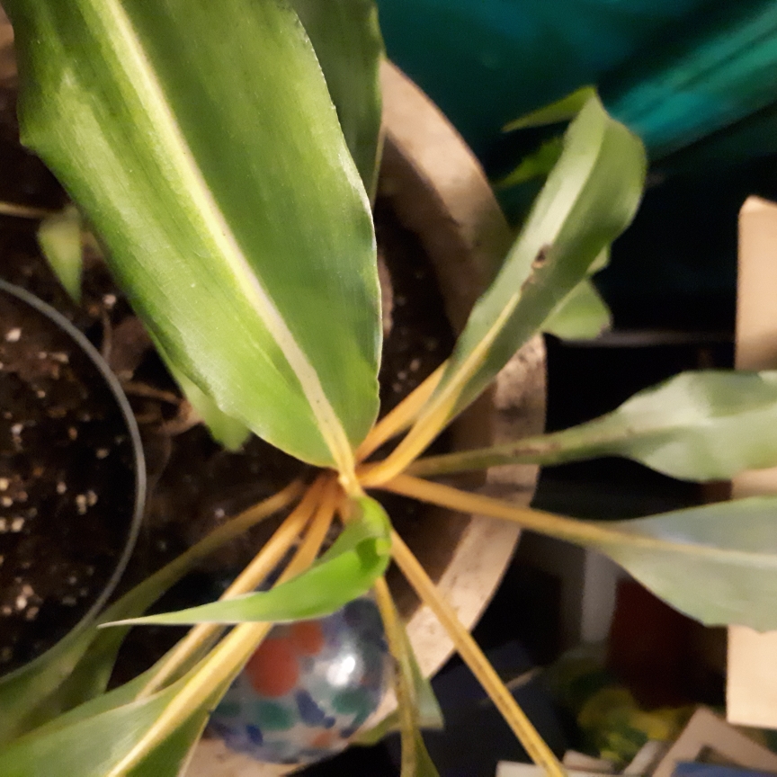 Aechmea chantinii Harveys Pride in the GardenTags plant encyclopedia Harveys Pride in the GardenTags plant encyclopedia