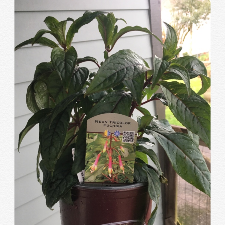 Fuchsia Neon Tricolor in the GardenTags plant encyclopedia Neon Tricolor Fuchsia in the GardenTags plant encyclopedia