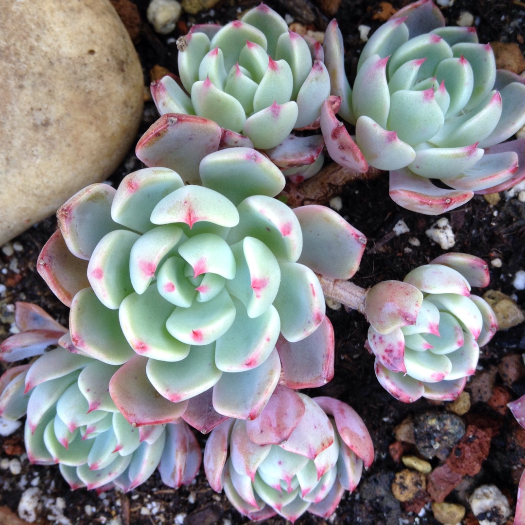 Echeveria Nanahook in the GardenTags plant encyclopedia Echeveria Nanahook in the GardenTags plant encyclopedia