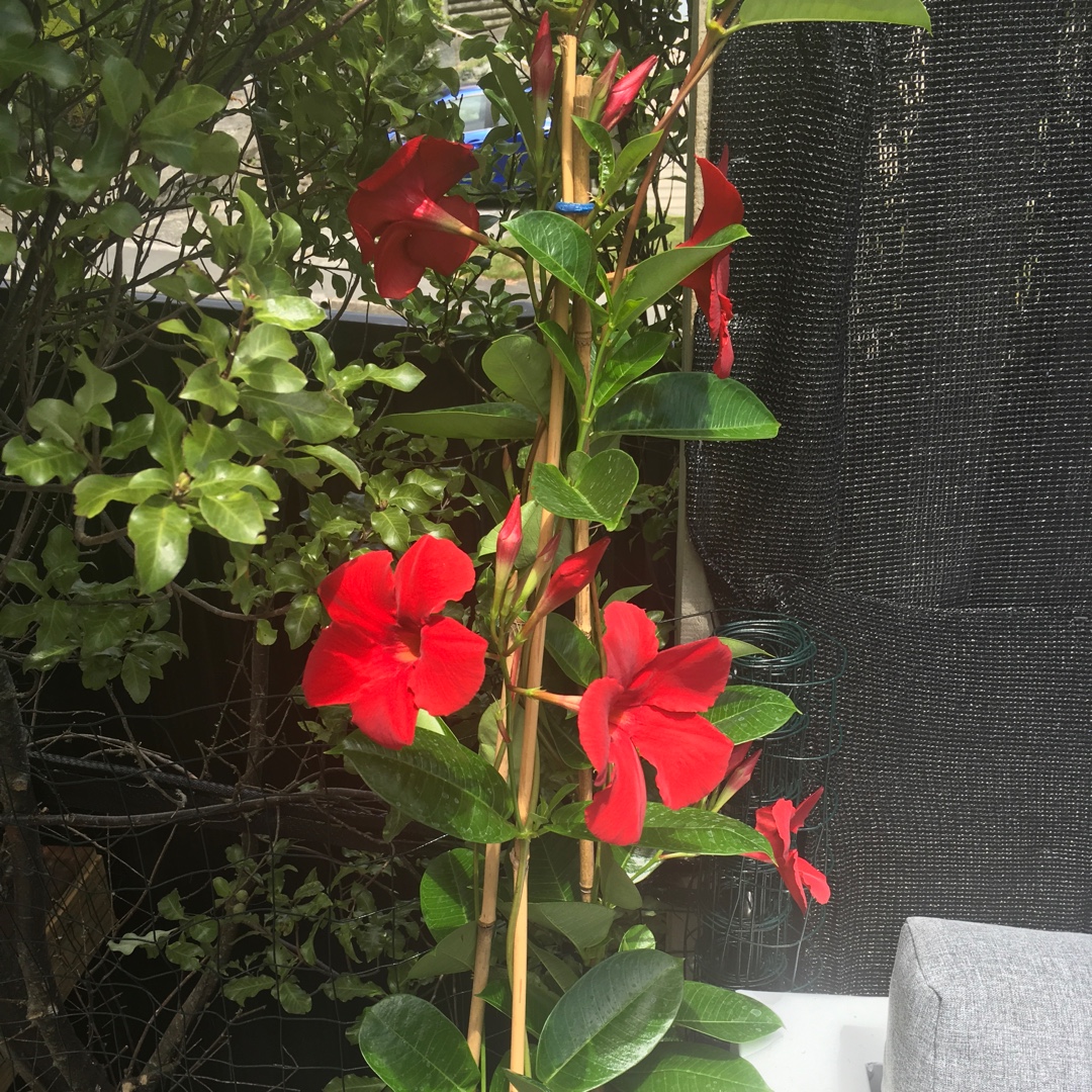 Mandevilla diamantina Topaze Vermillon in the GardenTags plant encyclopedia Mandevilla Vermillon in the GardenTags plant encyclopedia
