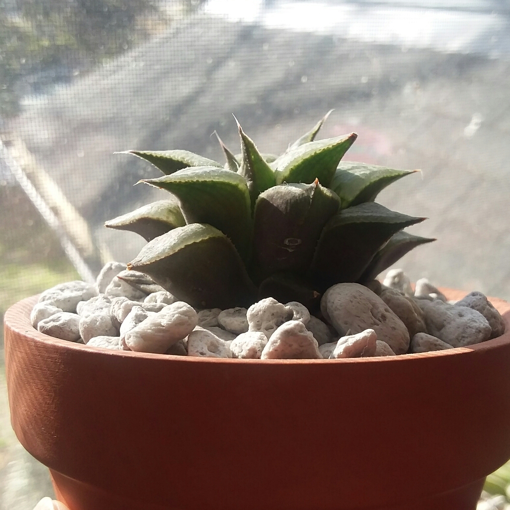 Haworthia mirabilis Badia in the GardenTags plant encyclopedia Haworthia Badia in the GardenTags plant encyclopedia