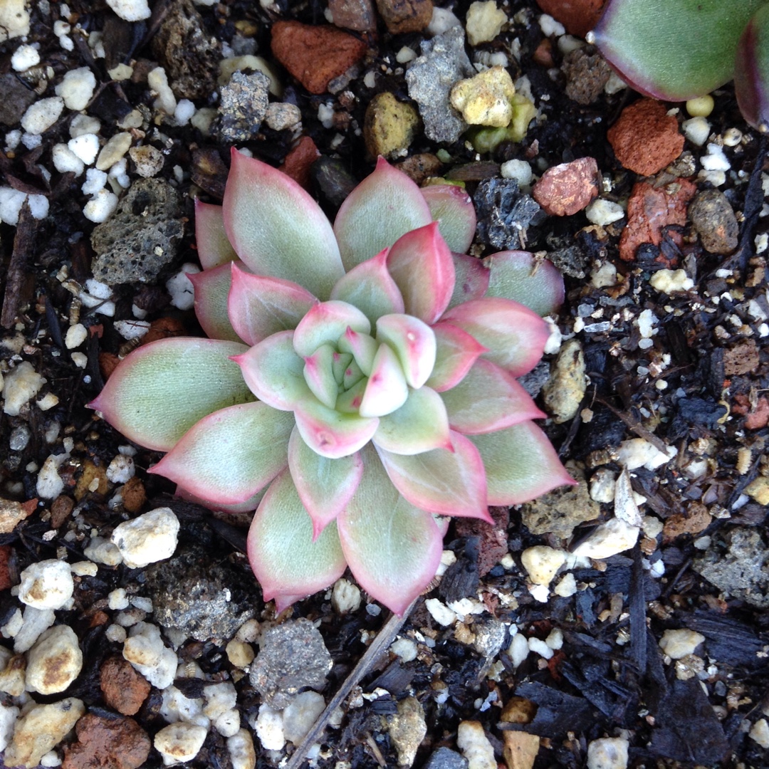 Echeveria Mebina in the GardenTags plant encyclopedia Echeveria Mebina in the GardenTags plant encyclopedia