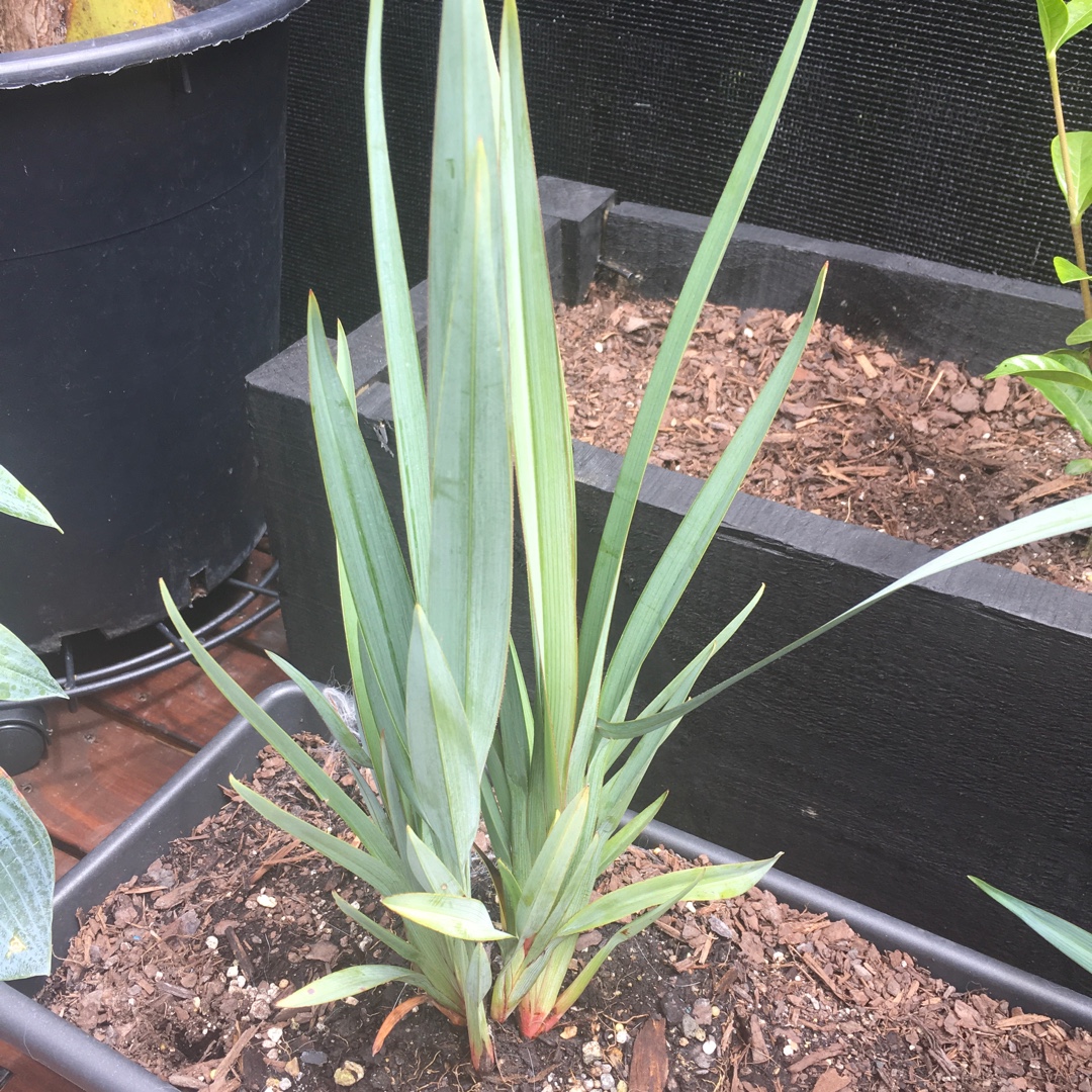 Dianella Clarity Blue™ in the GardenTags plant encyclopedia Flax Lily Clarity Blue in the GardenTags plant encyclopedia